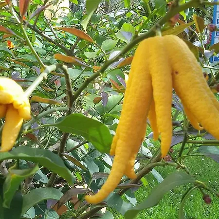 Le Maior 캠프장 브렌조네 술 가르다