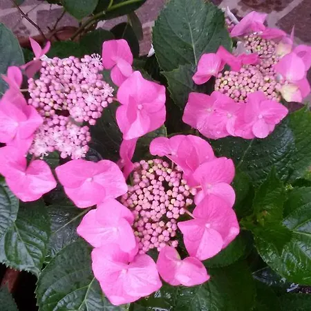 Le Maior Brenzone sul Garda